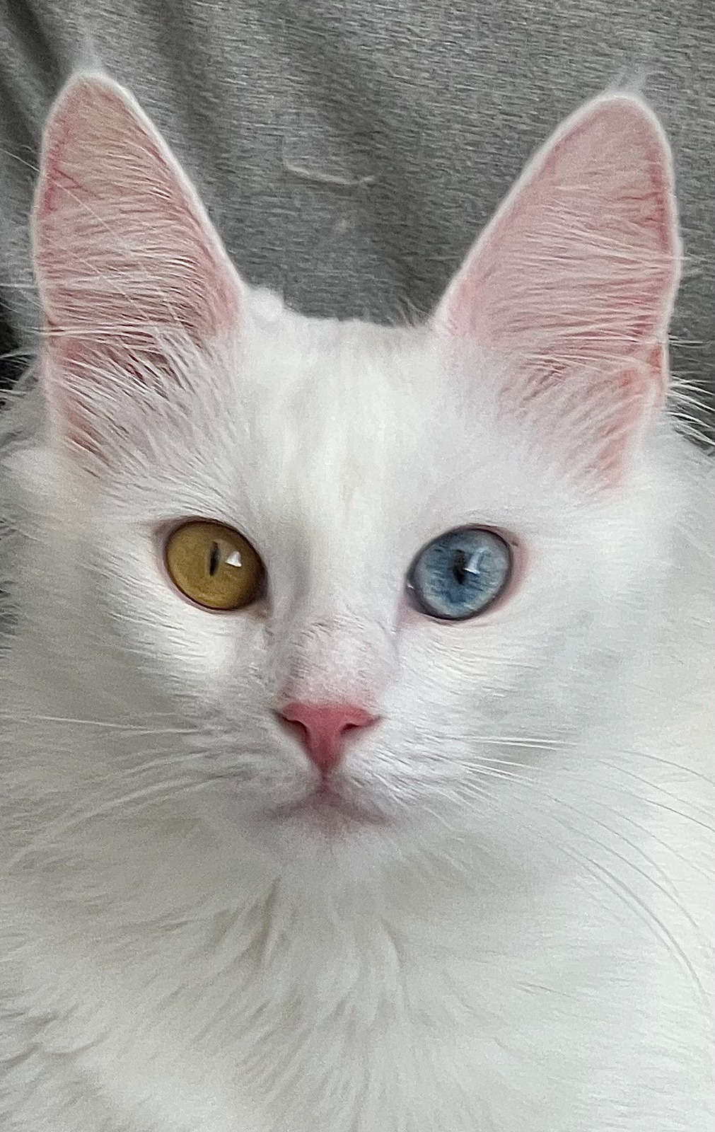 bella