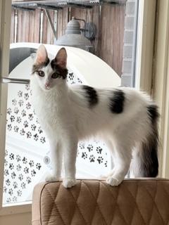 Turkish Angora