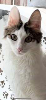 Turkish Angora